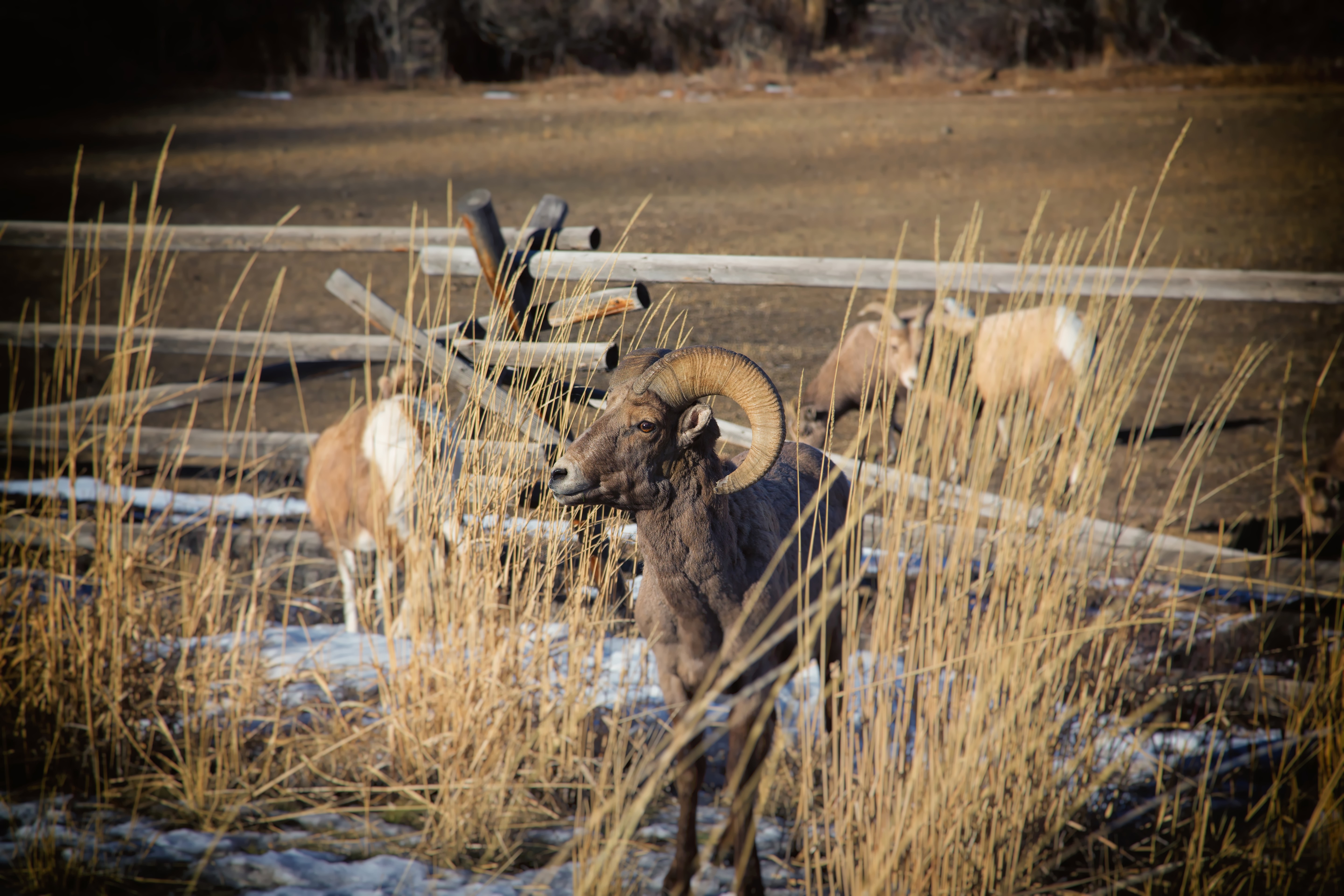 Rocky Mountain Bighorn Sheep - North Fork Shoshone River, Wyoming