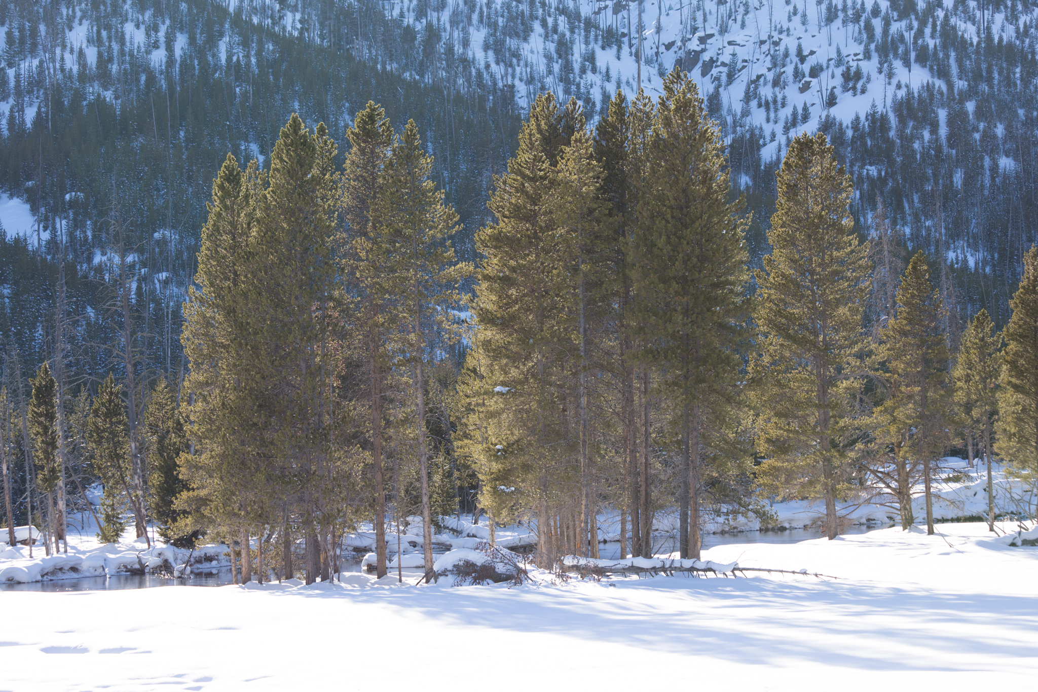 Trees in Yellowstone - Before Post-Processing