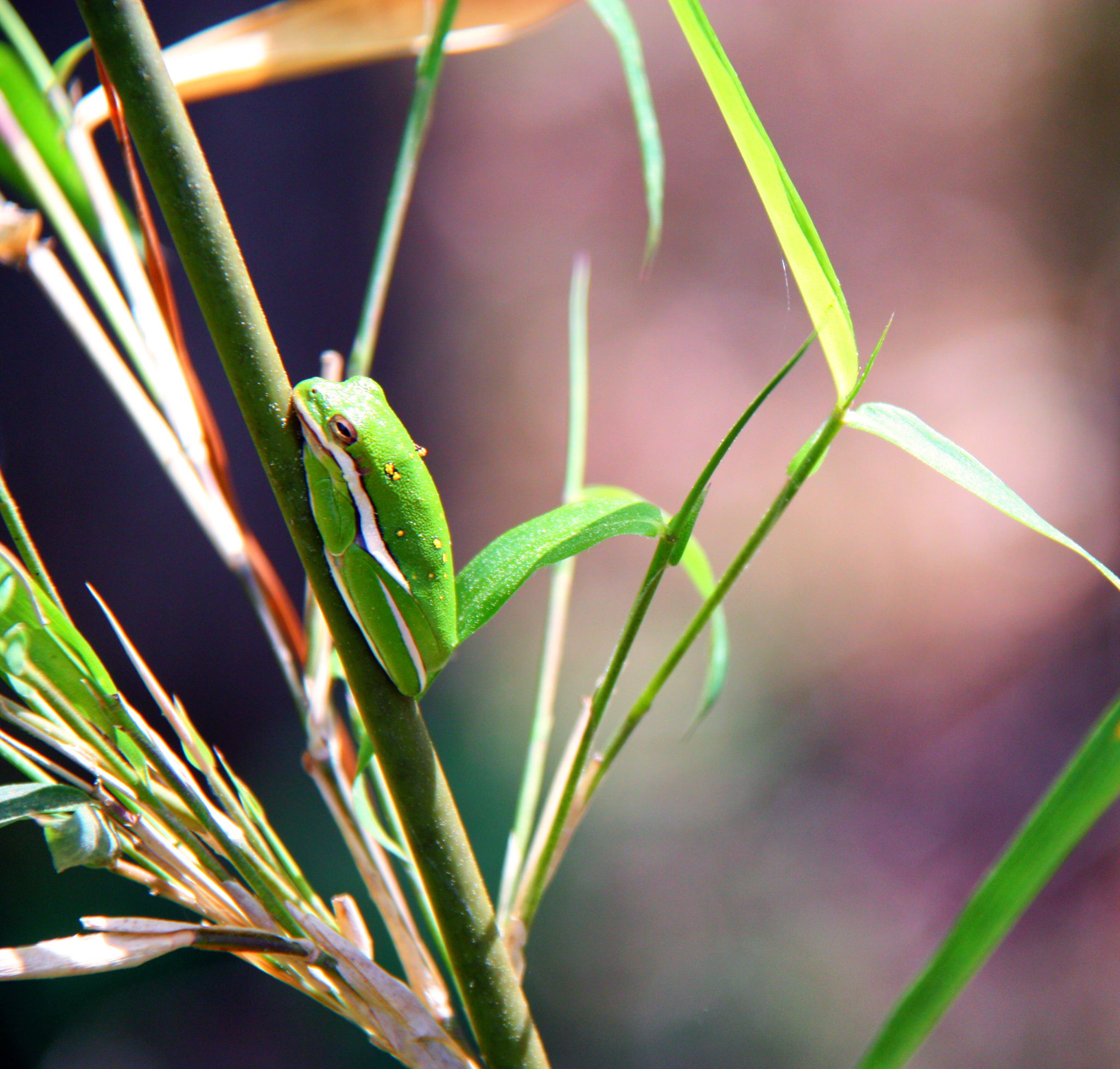 Green Tree Frog, Four C Trail, TX